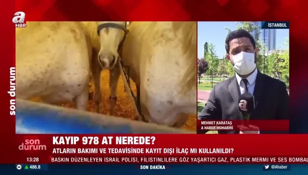 SON DAKİKA: CHP'li İBB'nin kayıp at skandalında kan donduran gerçek: Kayıp atlara kayıt dışı ilaç