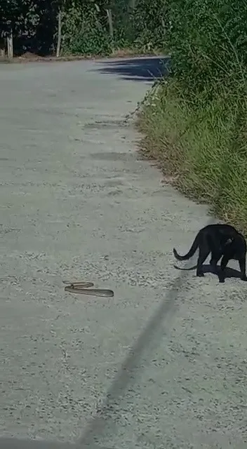 kedi-ile-yilanin-kavgasi-kamerada-kazanan-kedi-oldu-1630219690840.jpg
