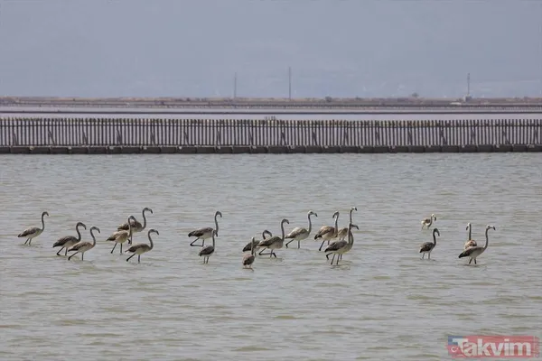Minik allı turnalar (flamingolar) uçmayı İzmir Kuş Cenneti'ndeki doğal kreşte öğreniyorlar - 18