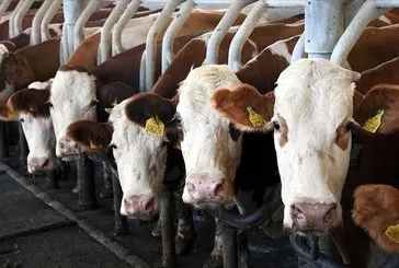 Üreticiye 90 milyon euro destek