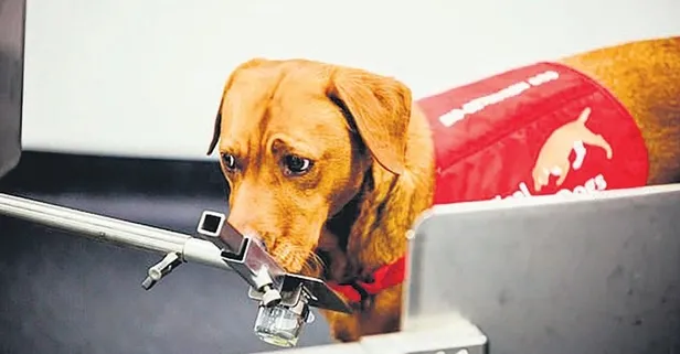 Üstün koku alma duyuları olan köpekler prostat kanserini anlayabiliyor (Sağlık haberleri)