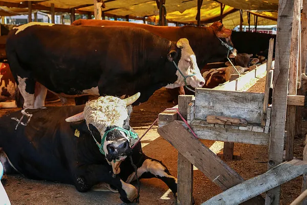 Kurban Bayramı öncesi flaş açıklama! TESK uyardı: Sahtelere dikkat!-6