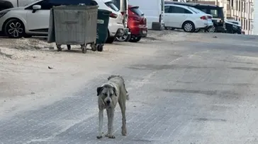Şanlıurfa Halfeti'de 3 yaşındaki çocuğa sokak köpeği saldırdı
