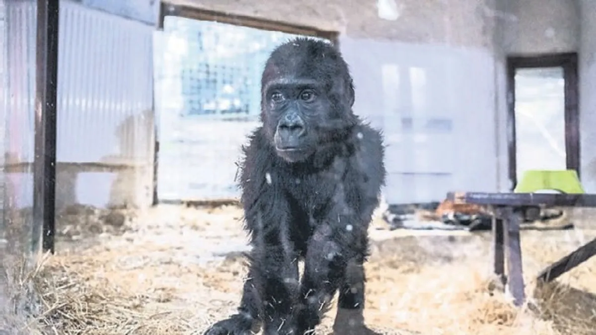 İstanbul Havalimanı’nda Bangkok’a gizlice taşınan nesli tükenmekte goril 'Zeytin' yakalandı