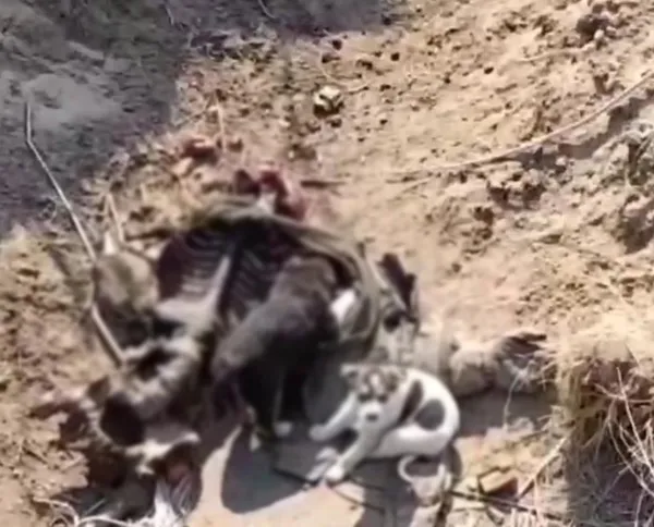 rus-askerler-kopeklere-yem-oluyor-savasta-korkunc-goruntuler-1648467003339.jpg