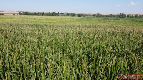 Trakya'da çayır tırtılı istilası devam ediyor! Ayçiçeğinden sonra şimdi de mısırları tehdit ediyor - 1