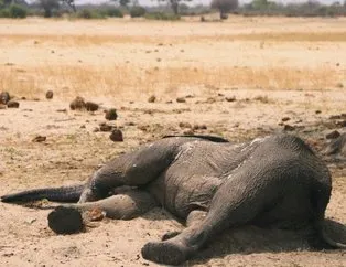 Zimbabve’de filler gizemli hastalıktan ölüyor!