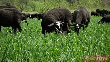 Bursalı girişimci Hollanda’dan Zwartbles koyunu getirdi! Tek seferde 3 yavru veriyor almak için 10 ay beklemek gerekiyor
