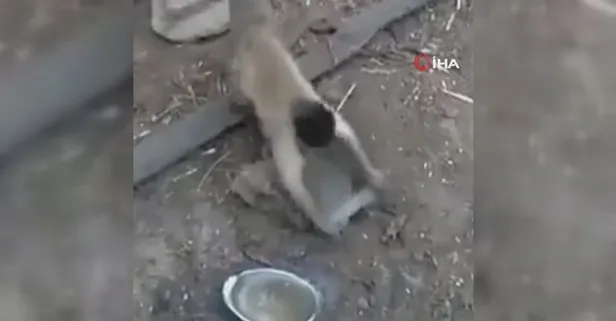 Maymunun bıçak bilediği görüntüler olay oldu!