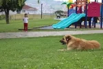 Sakarya Adapazarı’nda çocuk parkında başıboş köpek dehşeti! 5 yaşındaki küçük kızın kolunu ısırdı