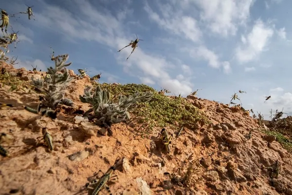 son-dakika-kitlik-kapida-ohal-ilan-edildi-koronavirusten-sonra-simdi-de-cekirge-suruleri-bir-gunde-35-bin-kisinin-gidasini-tuketiyor-1612436154644.jpg SON DAKİKA: Kıtlık kapıda OHAL ilan edildi! Koronavirüsten sonra şimdi de çekirge sürüleri! Bir günde 35 bin kişinin gıdasını tüketiyor-4