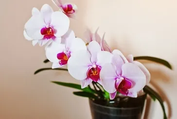 Kuru dallar yeniden canlanıyor! Bu kabuğu saksıya koyduğunuz anda orkideler coşuyor