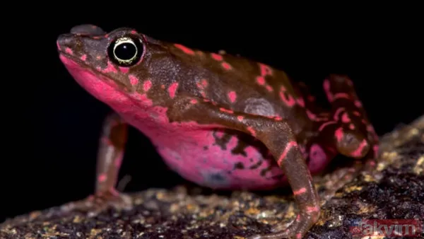 Nesli tükeniyor! Bilim alarmda: Gergedan, kurbağa ve daha fazlasını bir daha göremeyebiliriz - 5