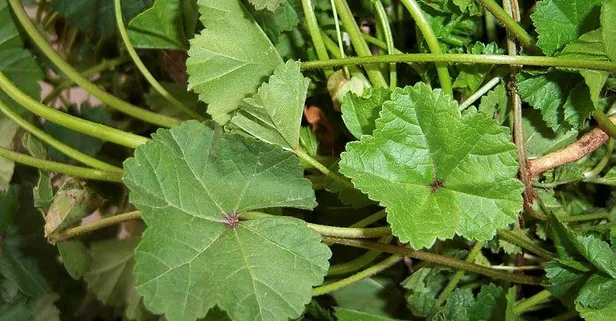 Karaciğer dostu tere