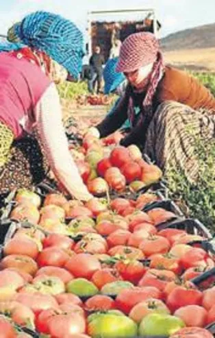 Hükümetten çiftçileri sevindiren yenilik! Hasat sigortası başladı