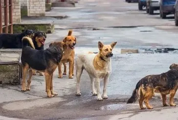 Başıboş köpek sorunun çözümü için yasa yolda