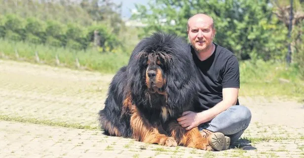 Tibetan mastiff hot sale fiyat