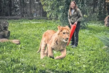 İzmir’de kedi mamasıyla beslenen aslan görenleri şoke etti!
