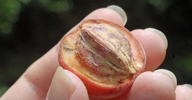 ’Blushwood’ meyvesi kanseri silip süpürüyor! Blushwood meyvesinin sağlığa faydaları neler?