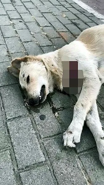 avcilarda-bogazi-kesik-kopek-bulundu-1695796114574.jpeg Avcılar’da vahşet! Köpeğin boğazını kestiler-3