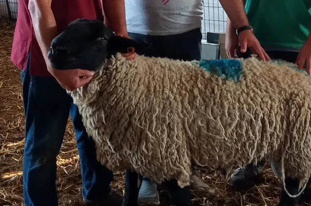 Araba fiyatına koç! 5 bin euroya alıcı buldu