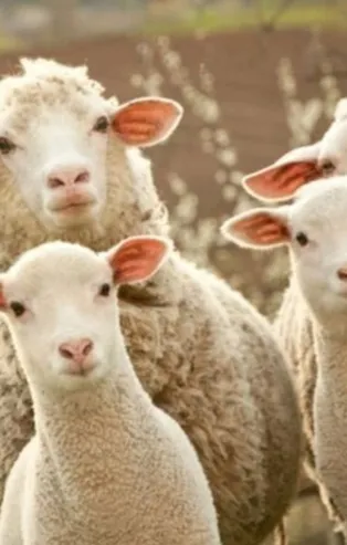 Kurban Bayramı 2021 ne zaman, hangi gün? Kurban Bayramı tatili kaç gün olacak?