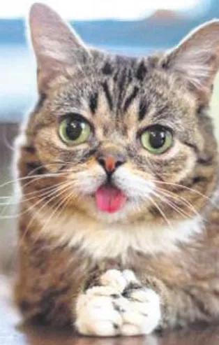 Sosyal medya fenomeni kedi Lil Bub hayatını kaybetti