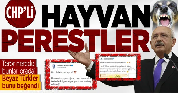 CHP'li belediyeler sokak köpeklerinin barınak sahibi olmasını istemiyor! Terör nerede bunlar orada...