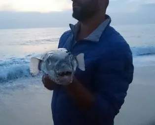 Siyanürden 50 kat daha zehirli!