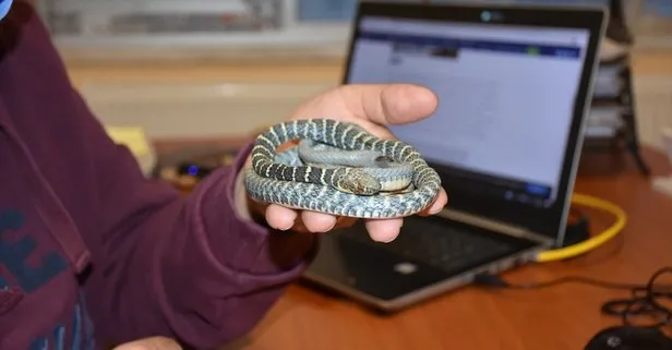 Türkiye’de yeni bir yılan türü keşfedildi: Yarışçı