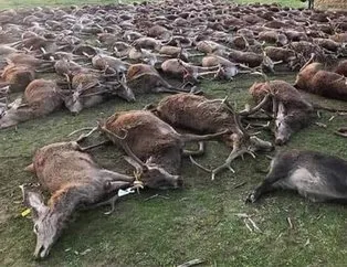 Resmen katliam yaptılar! 540 yabani hayvanı...