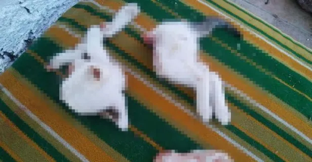 Yavru kedileri parçalayan saldırgandan akılalmaz sözler: Kasaplık yaptığımız için işi profesyonelce hallettim