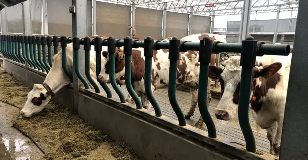 Dünyada ilk: Yüzen çiftlik! 25 lt süt veren inekler...