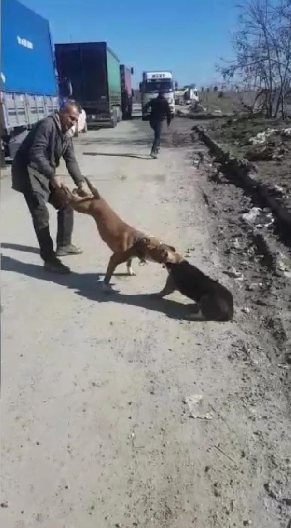 Sultangazi'de ağızlıksız ve tasmasız gezdirilen Pitbull'un esnafın köpeğine saldırdığı anlar kamerada!