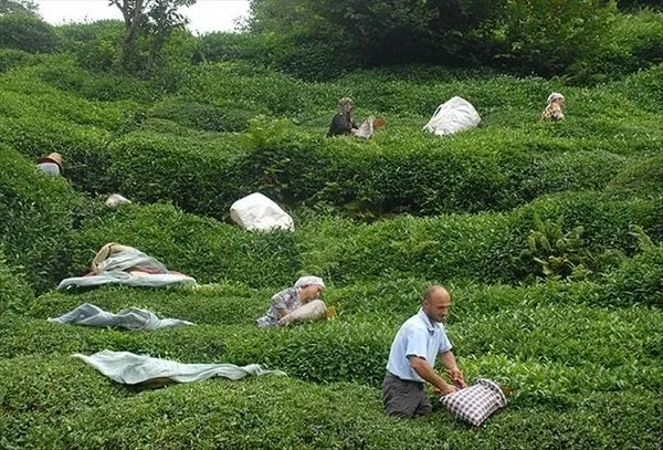 2021-500-isci-alimi-ilani-caykur-isci-alimi-son-dakika-basladi-mi-iste-caykur-basvuru-sartlari-ve-detaylar-1616318292332.jpg 22 Mart İŞKUR-ÇAYKUR başvuru şartları ve kadrolar! ÇAYKUR işçi alımı başvuru ekranı açıldı! 500 işçi alımı yapılıyor-3