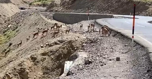 Irak sınırında sürü halinde dağ keçileri görüntülendi