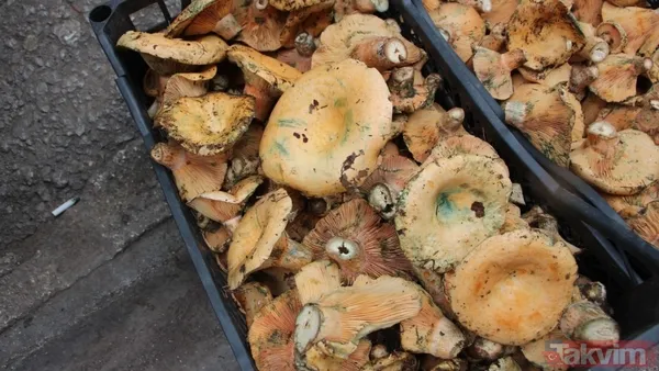 Yağmurla ortaya çıktı kilosu 500 TL’ye satışta! Köylünün altın değerindeki geçim kaynağı şifa saçıyor - 7