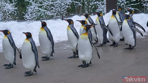 Son bakışı herkesi hüngür hüngür ağlattı! İşte başına buyruk nihilist penguenin hikayesi - 8