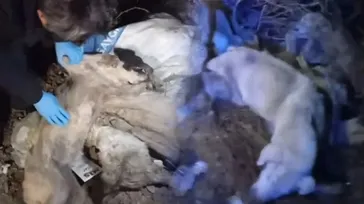 CHP'li Edremit Belediyesi çöplüğünde dehşet: 40 ölü köpek bulundu