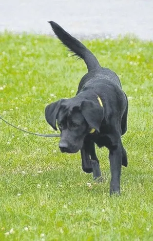 Ajan Lulu dava açtı!