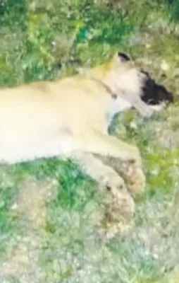 Bunu yapan insan olamaz