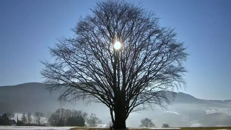 gunler-ne-zaman-uzamaya-baslayacak-2024-kis-gundonumu-ne-zaman-en-uzun-gece-hangi-gune-denk-geliyor-1733721095520.jpeg (Takvim Foto Arşiv)