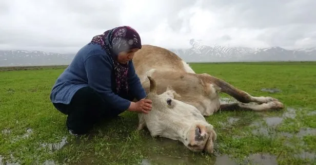 60 yaşındaki kadının tek geçim kaynağı olan ineği yediği ottan zehirlenerek öldü! Yetkililerden yardım istedi