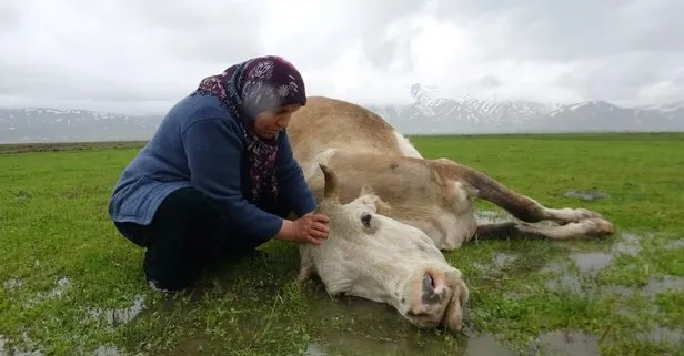 Geçim kaynağı öldü! Tek bir isteği var