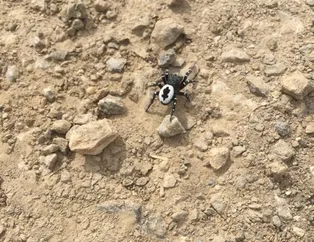 Daha önce hiçbir yerde görülmemiş olabilir! Tunceli'de hayrete düşüren örümcek