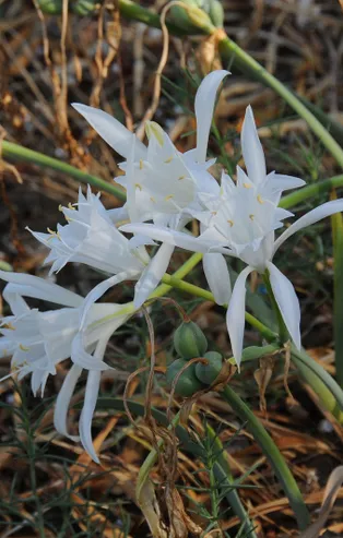 Kum zambağını koparana 73 bin 747 lira ceza