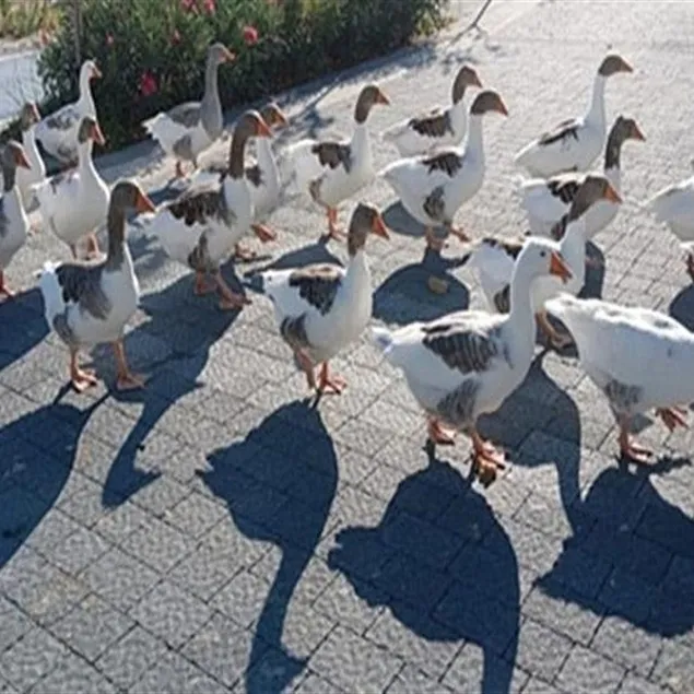 Balıkesir’de kazlara şartlı tahliye: Denize girmemek kaydıyla serbestler