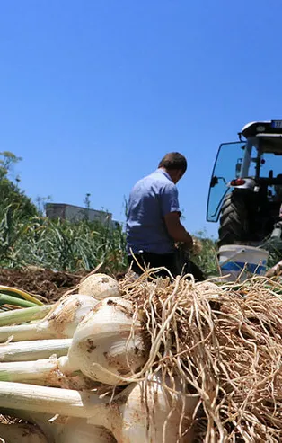 Kastamonu'nda üretilen sarımsağın "beyaz altın" hasadına başlandı