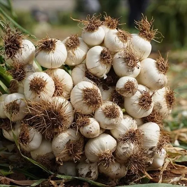 Şifa niyetine sarımsak