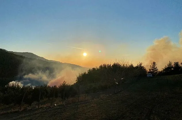 Osmaniye'de ormanlık alanda yangın